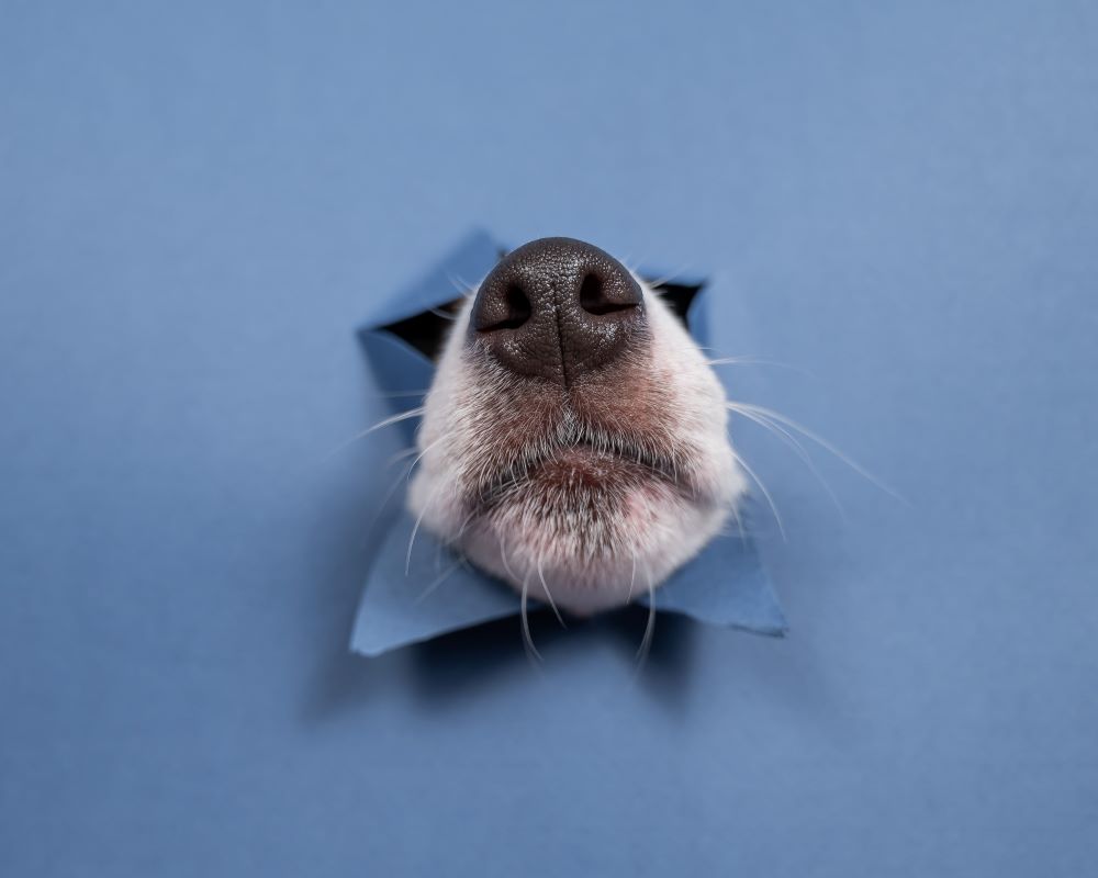 AdobeStock_690447111
